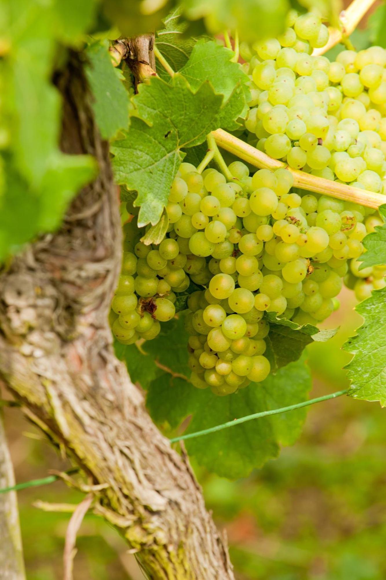 ברידל Wein- Und Sektgut Markus Hensler מראה חיצוני תמונה